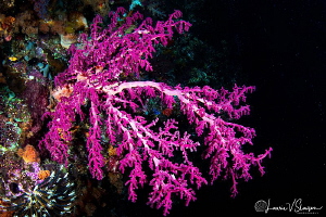Coral in a Cave/Photographed with a Tokina 10-17 mm fishe... by Laurie Slawson 